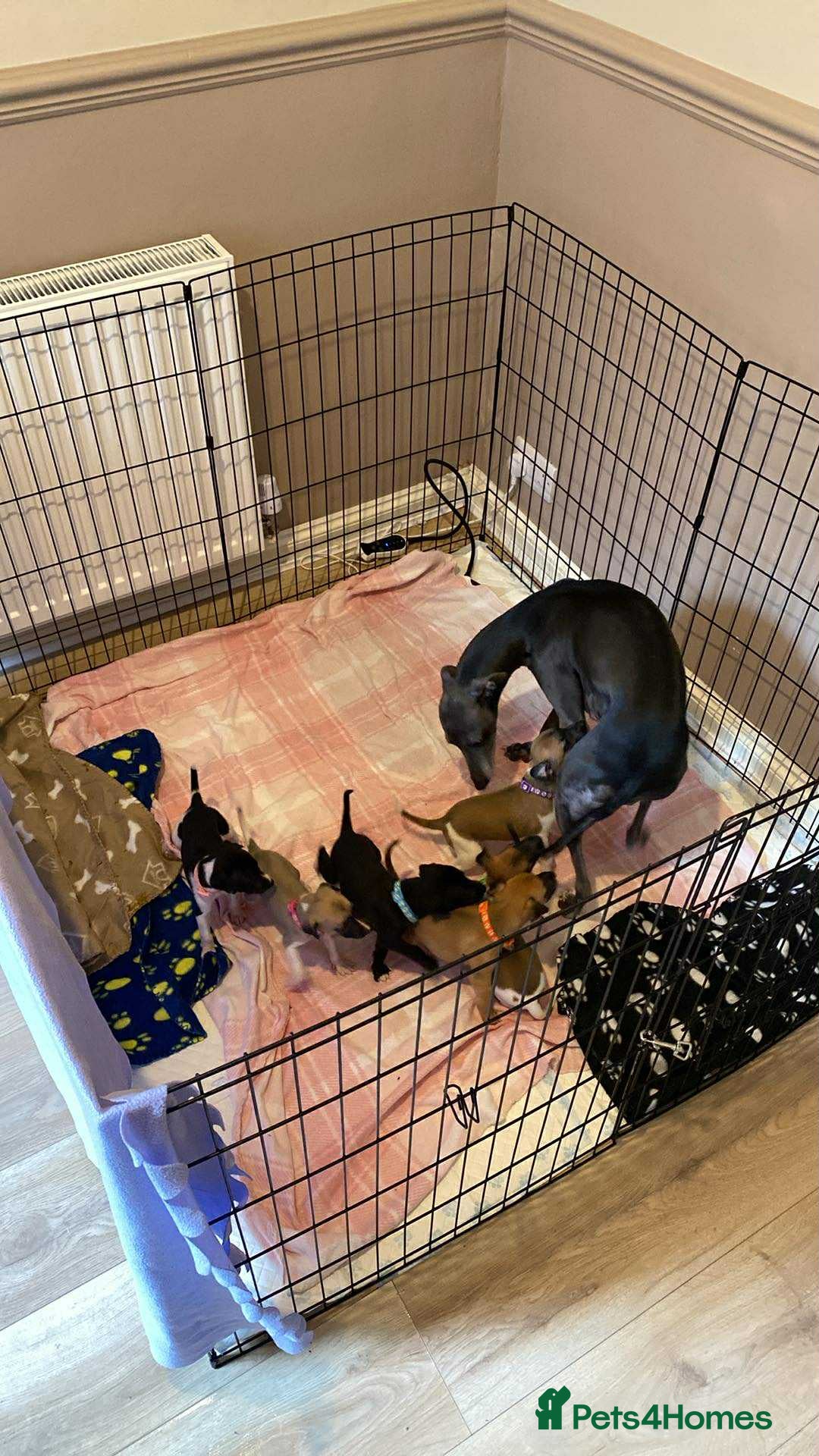 Whippet dogs for sale: 6 stunning whippet puppies  - Image 19