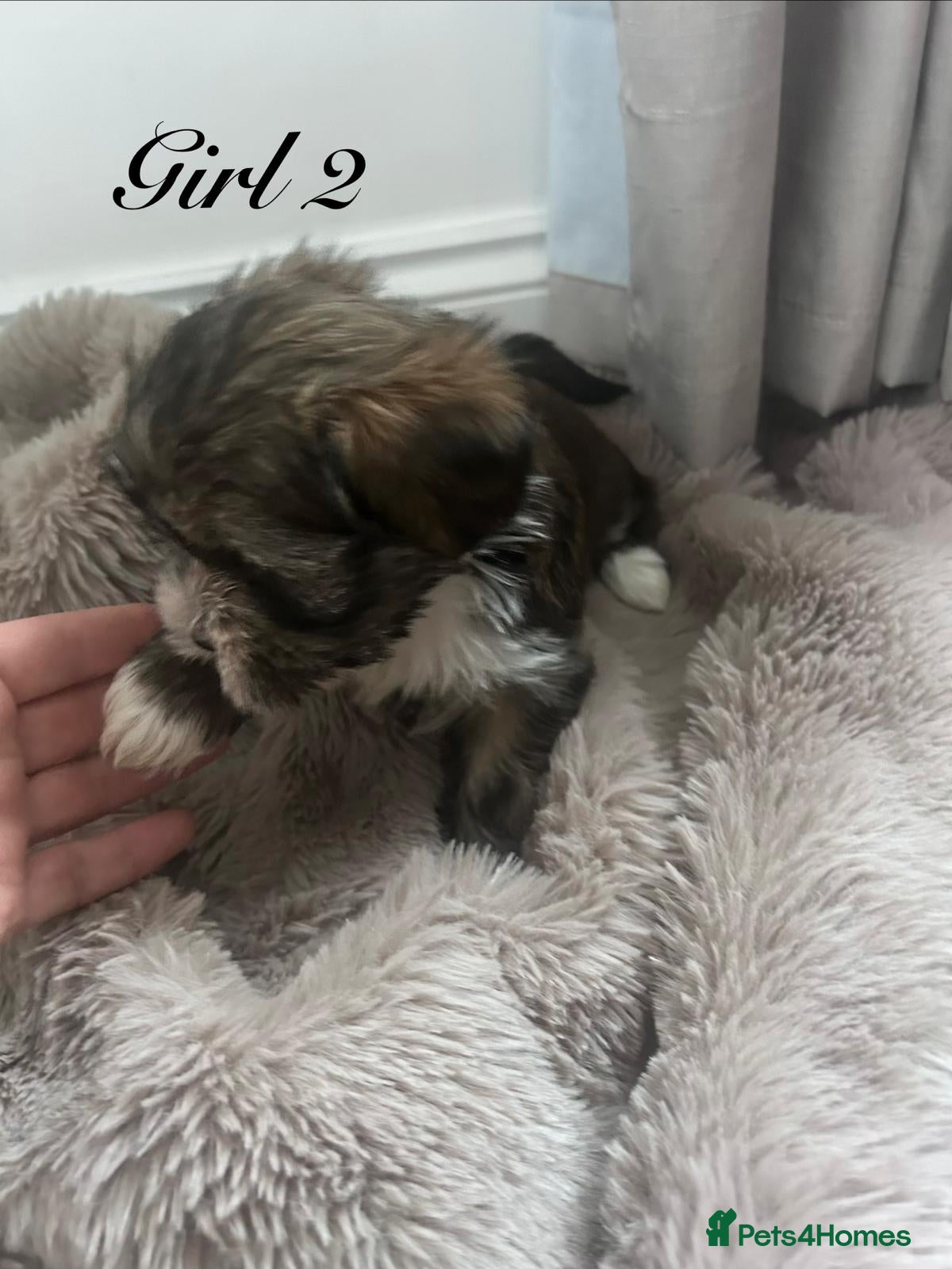 Shorkie dogs Yorkie x Shih Tzu (Shorkie) ready now  - Advert 2