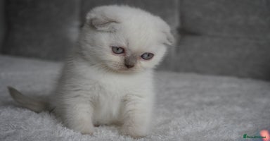 Scottish Fold cats - Advert 6