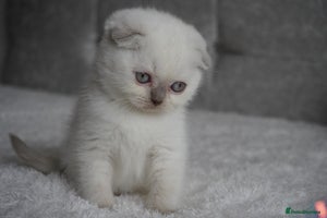 Scottish Fold cats - Advert 6