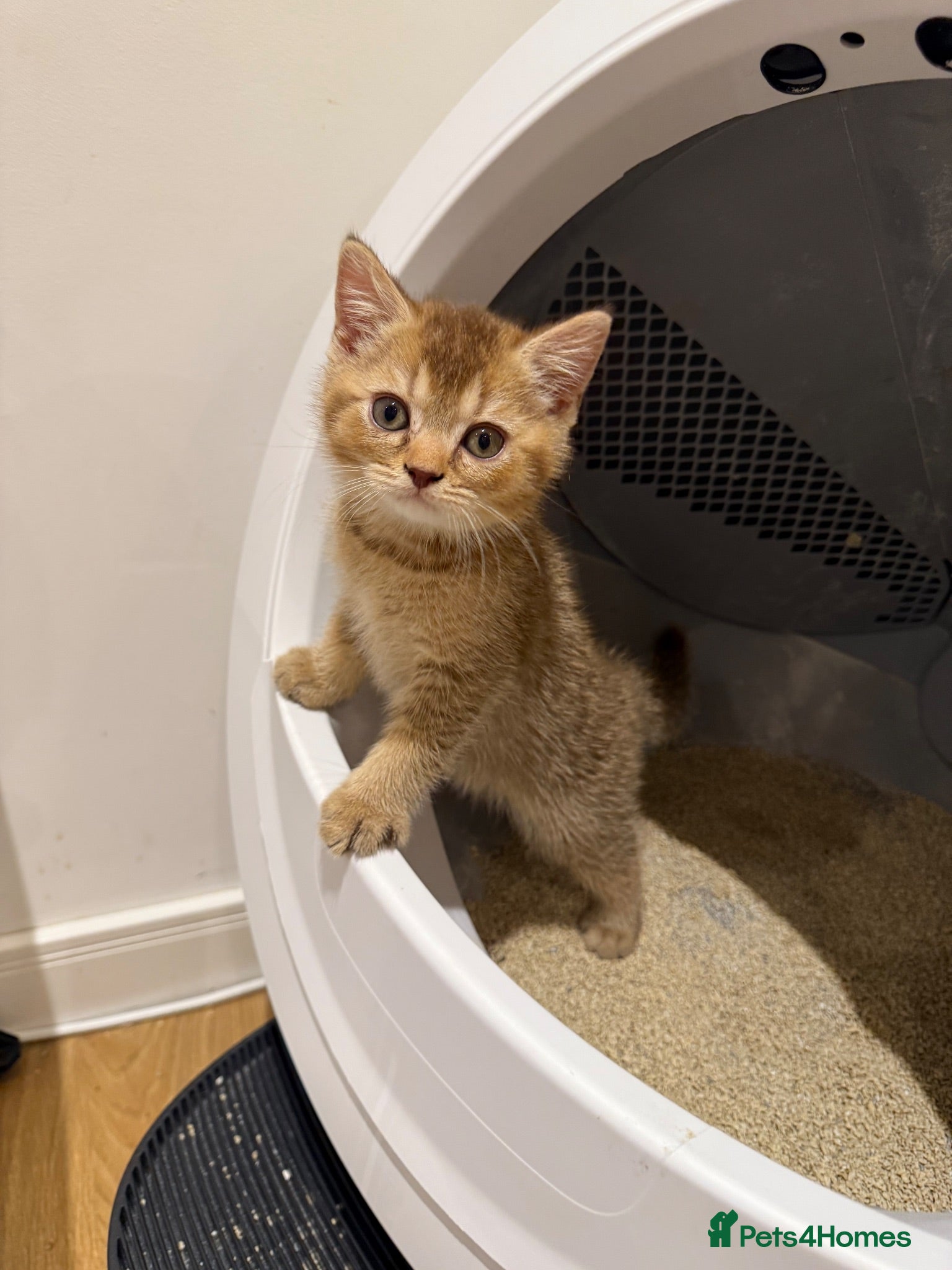 Scottish Fold cats Adorable British shorthair kittens rare  - Advert 17