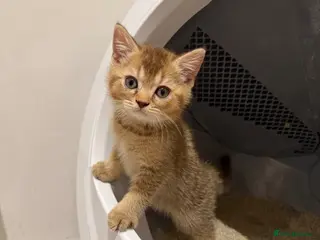 Scottish Fold cats Adorable British shorthair kittens rare - Advert 17