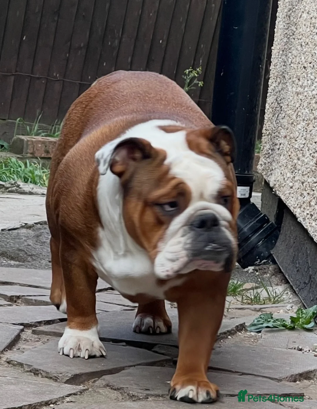 English Bulldog dogs for sale: ✨Purebred English Bulldog Pups✨ - Advert 9