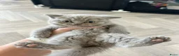 British Shorthair cats for sale: Beautiful lilic grey BSH British shorthair kittens - Advert 2