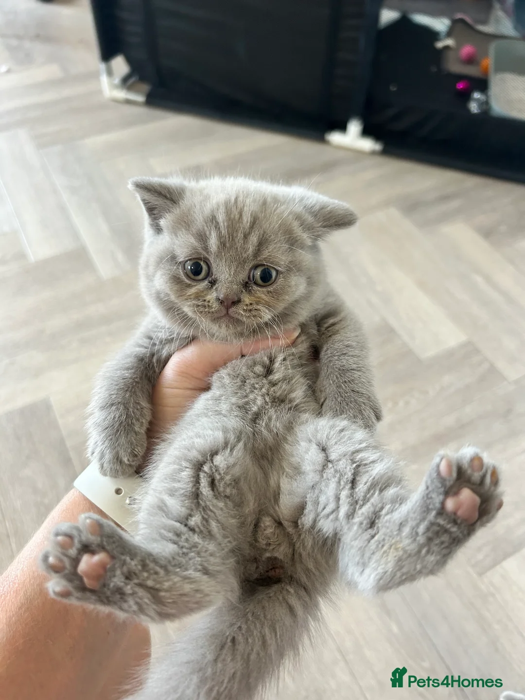 British Shorthair cats for sale: Beautiful lilic grey BSH British shorthair kittens - Advert 2