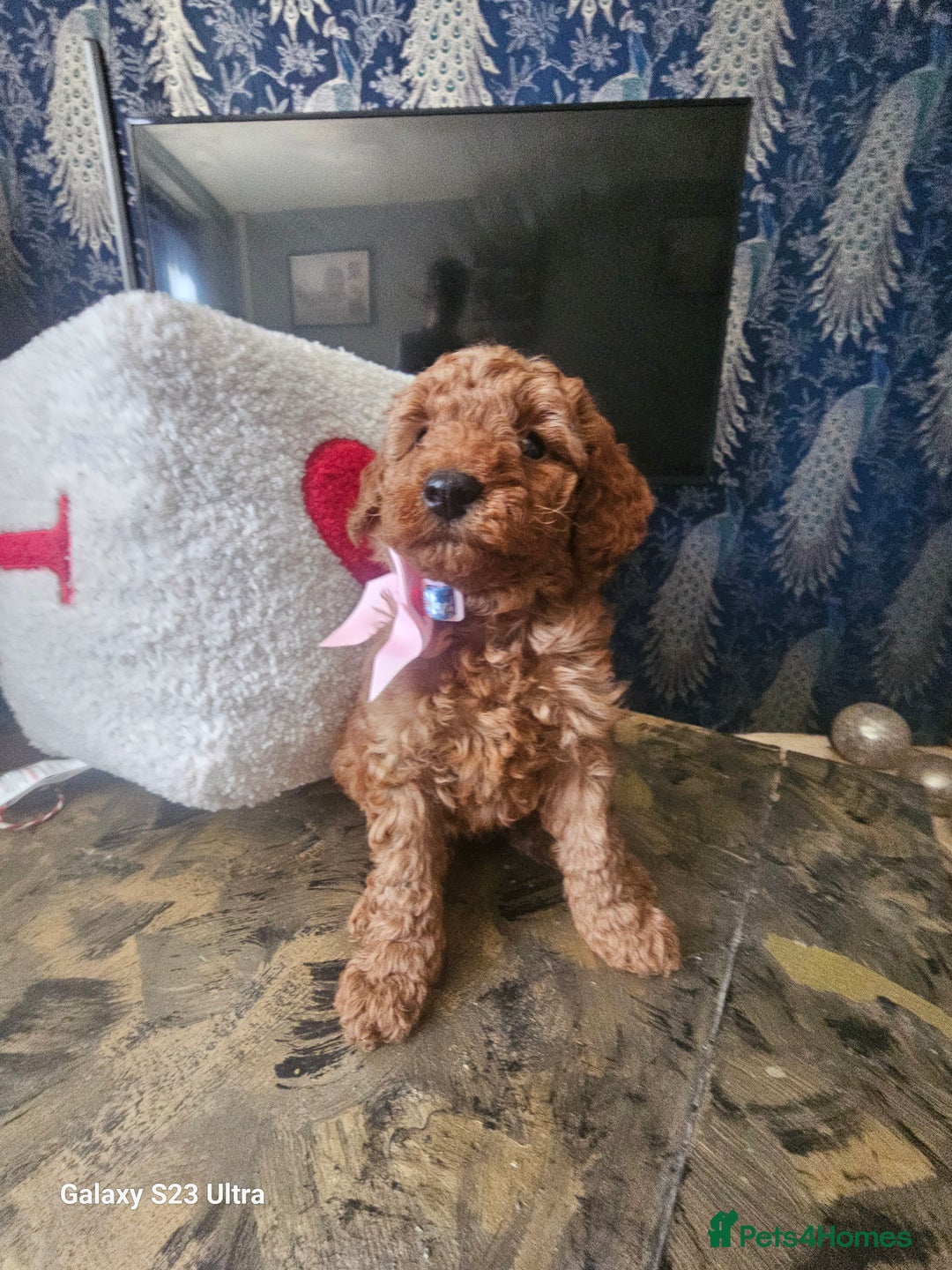 Miniature Poodle dogs for sale: Kc reg outstanding miniature Poodles in Stourbridge - Image 4