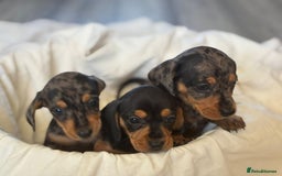 Miniature Dachshund dogs for sale: Miniature dachshunds - Image 4