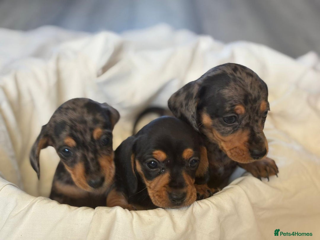 Miniature Dachshund dogs for sale: Miniature dachshunds - Image 4
