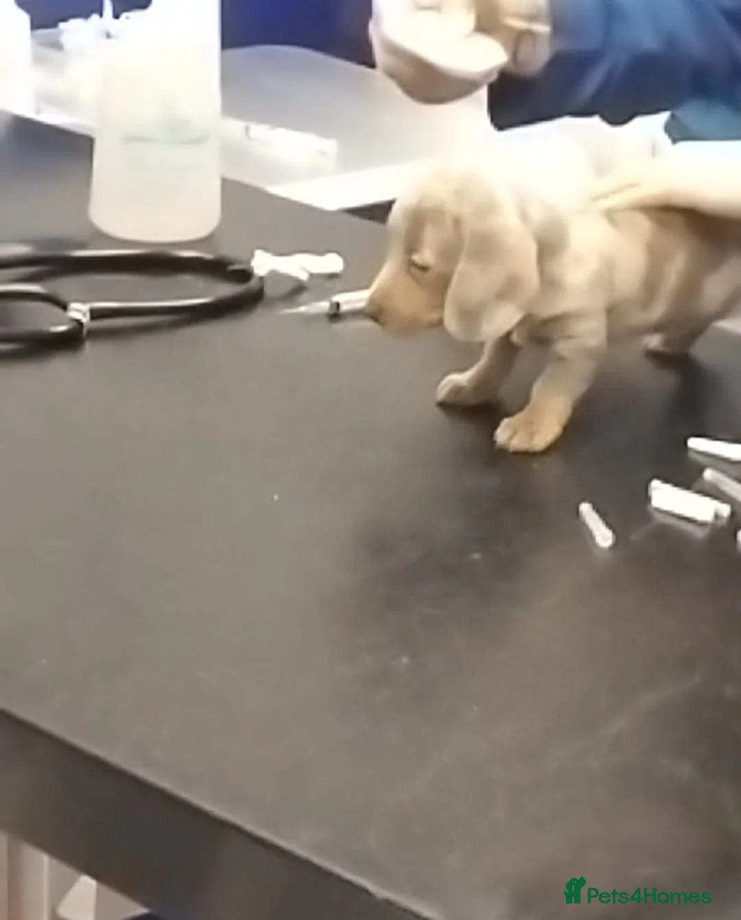 Miniature Dachshund dogs for sale: PRA, STUNNING MINIE'S READY NOW  - Advert 30