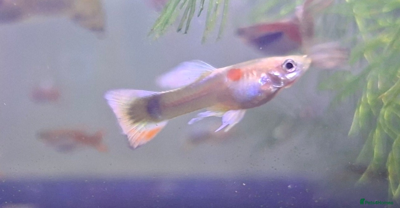Bettas fish guppies mix - Advert 5