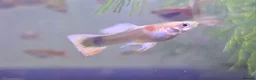 Bettas fish for sale: guppies mix - Advert 4