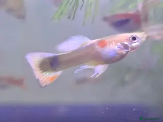 Bettas fish guppies mix - Advert 1
