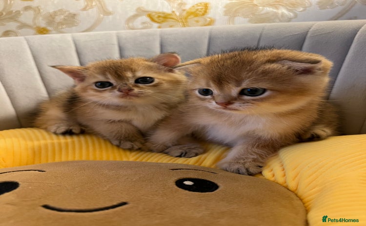 Scottish Fold cats - Advert 1