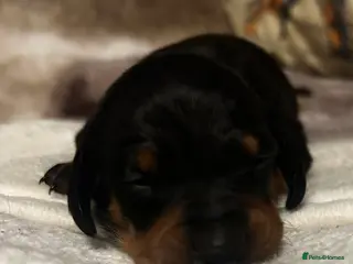 Dachshund dogs STUNNING B&T MALE KC SMOOTH STANDARD - Advert 2