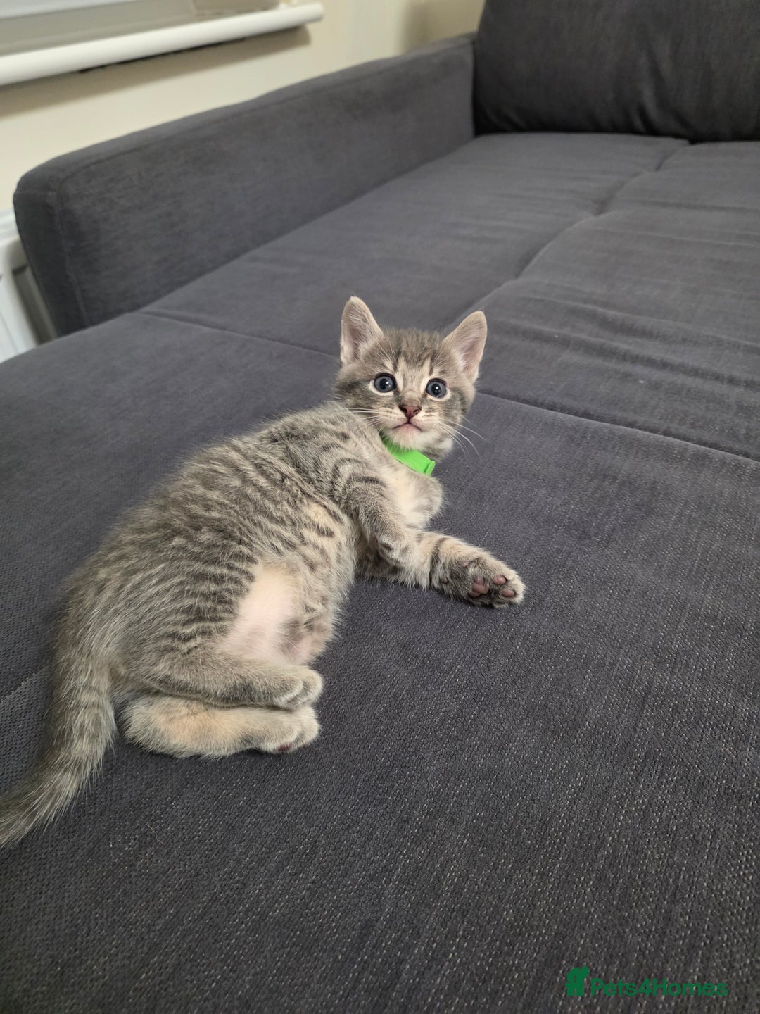 Mixed Breed cats for sale: Adorable kittens - Image 9