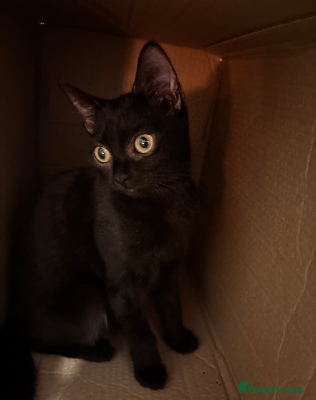 British Shorthair cats for sale: One black Female kitten urgently needs a new home - Advert 8