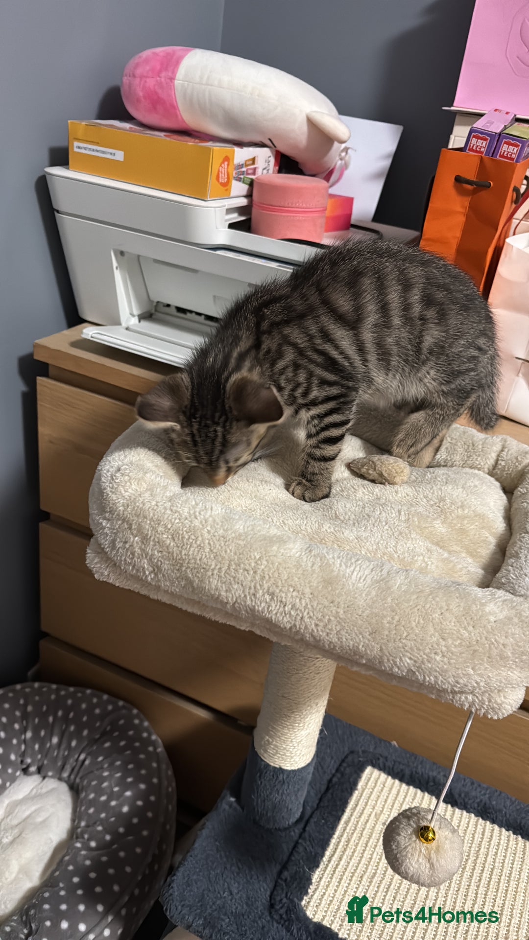 Mixed Breed cats for sale: Kittens looking for forever home - Advert 8