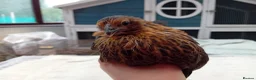 Chickens poultry for sale: Bearded Serama Trio for Loving Home - Advert 18