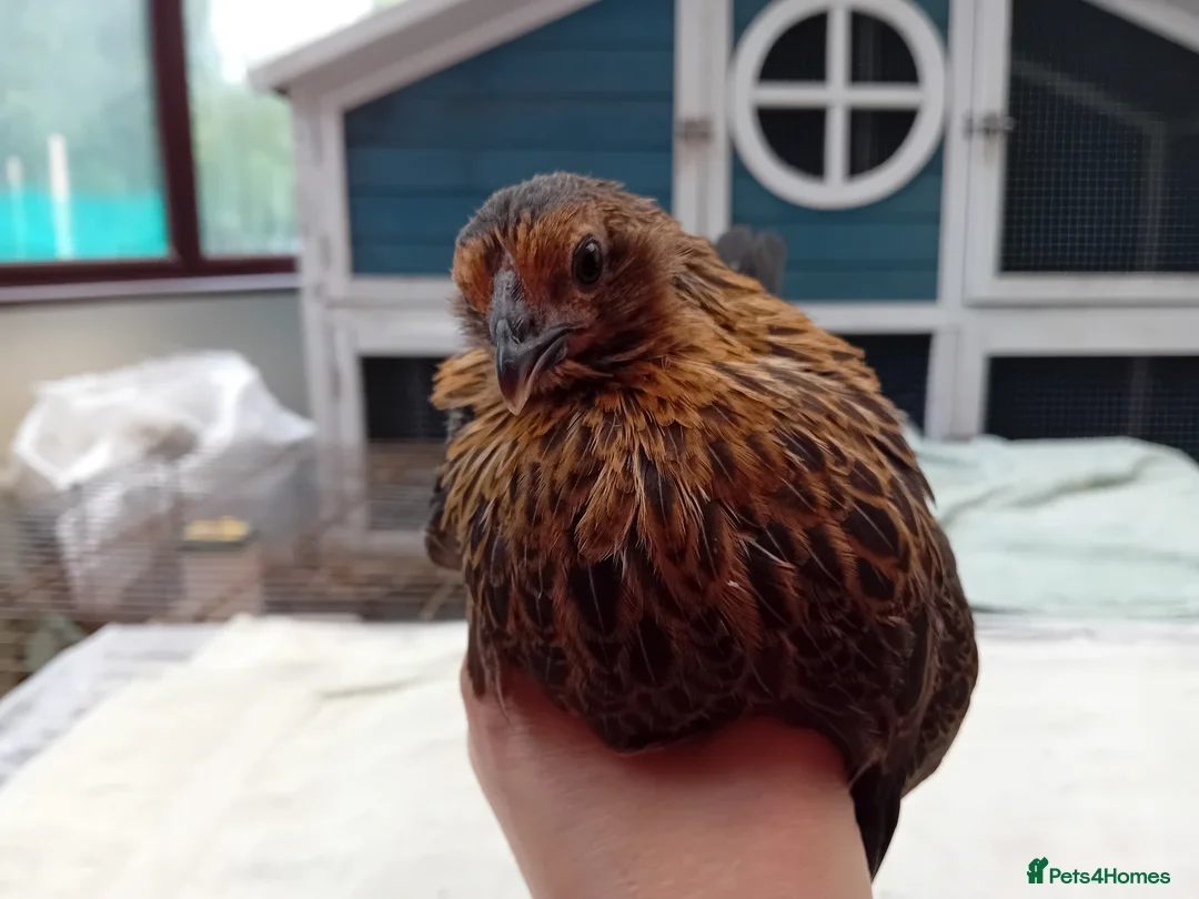 Chickens poultry for sale: Bearded Serama Trio for Loving Home - Advert 18