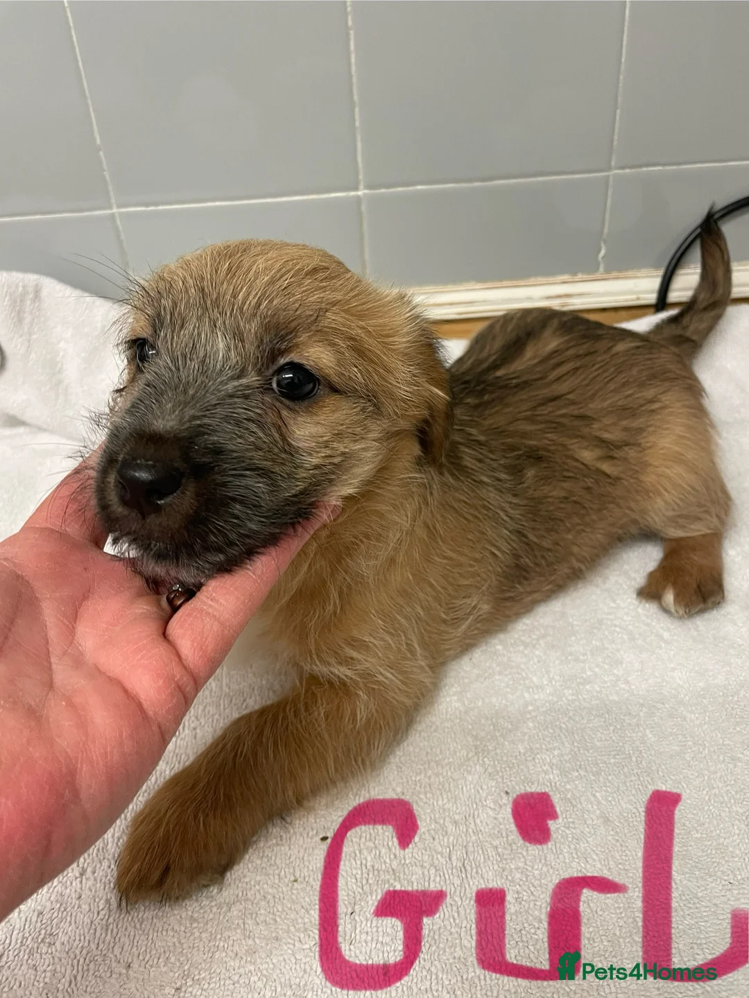 Jack Russell dogs for sale: Beautiful Jack Russell puppies  - Advert 12