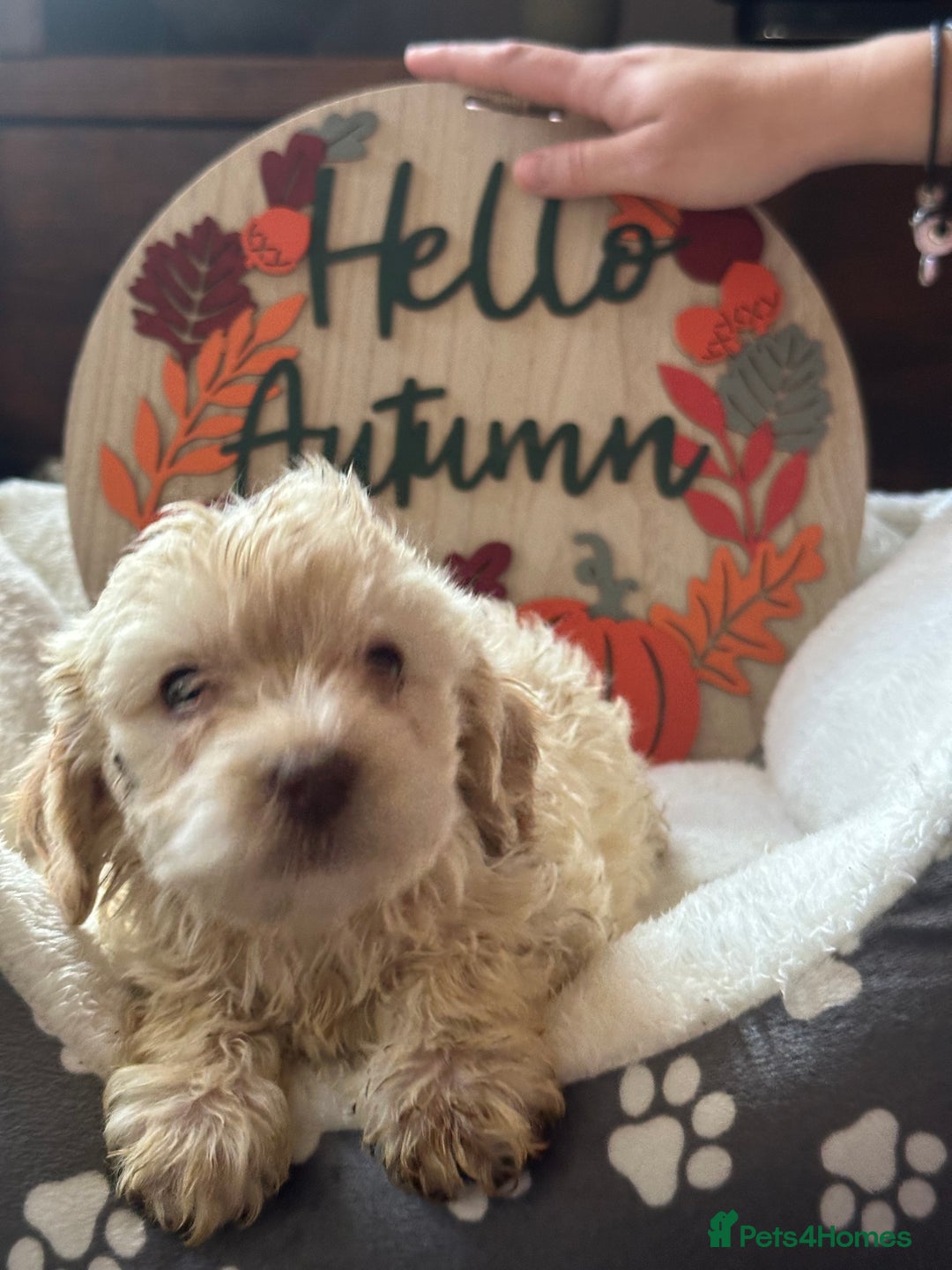 Cockapoo dogs for sale: F3 Cockapoo puppies. Prices do vary.  - Image 3