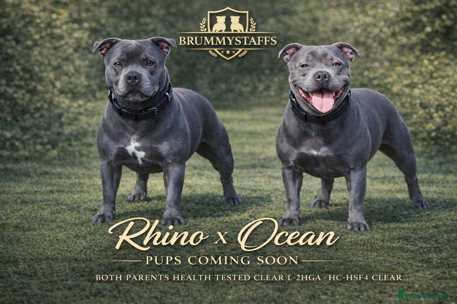 Staffordshire Bull Terrier dogs SOLID BLUE TEDDY BEAR STAFFS 💯🔥 - Advert 1