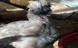 Chickens poultry for sale: Lavender showgirl cockerel - Image 2