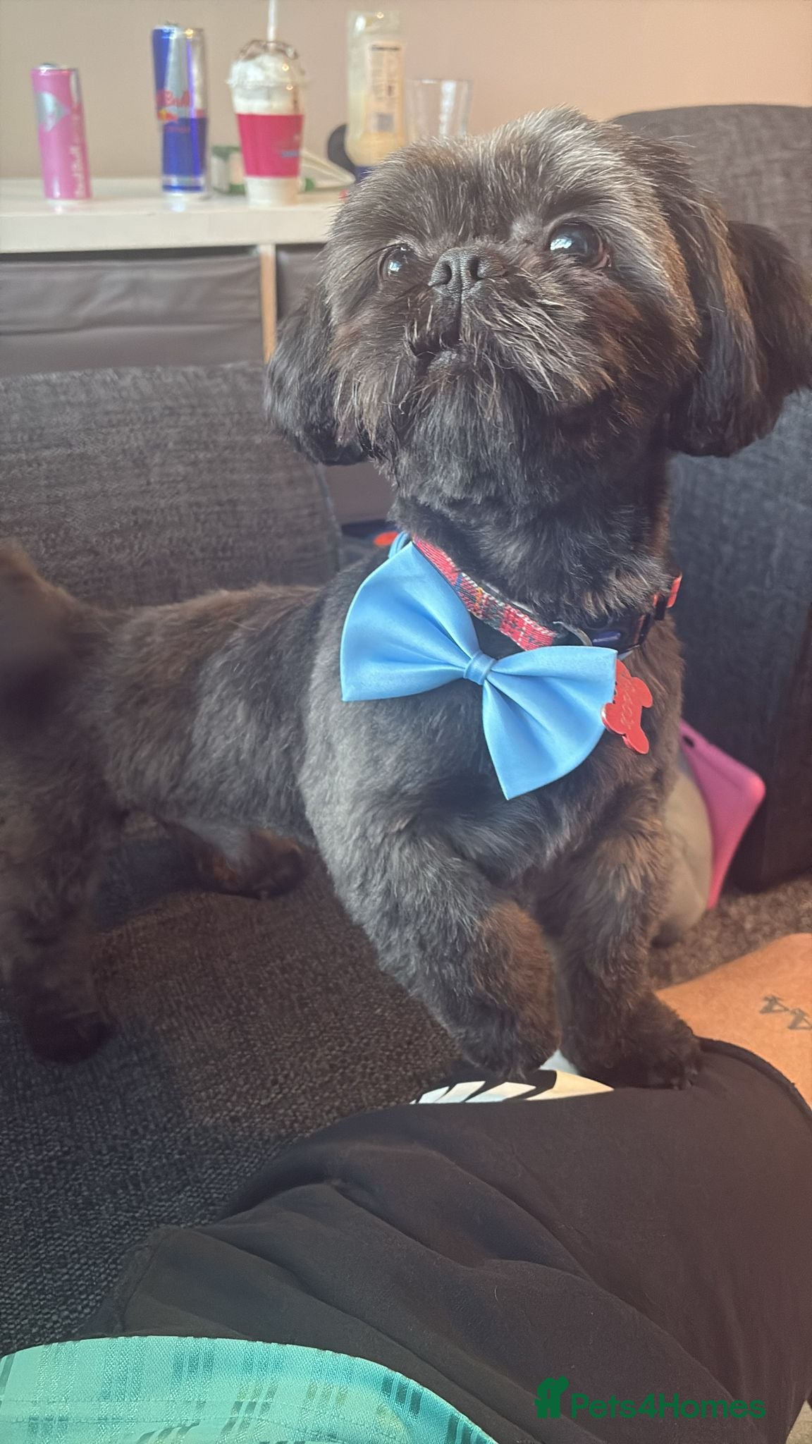 Shih Tzu dogs Male shitzu nearly 2 years old  - Advert 2