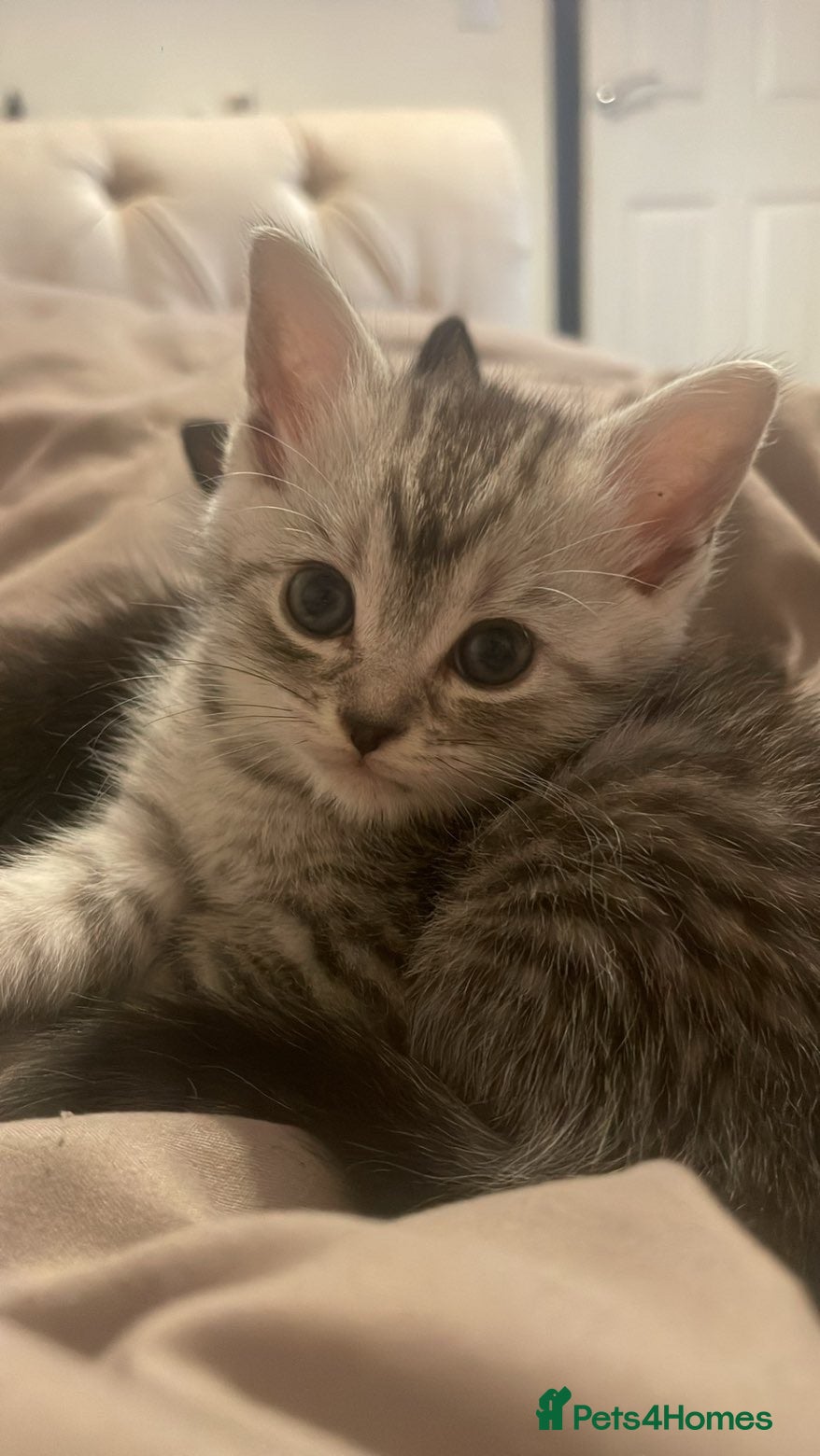 Mixed Breed cats 3 kittens looking for their forever homes  - Advert 2