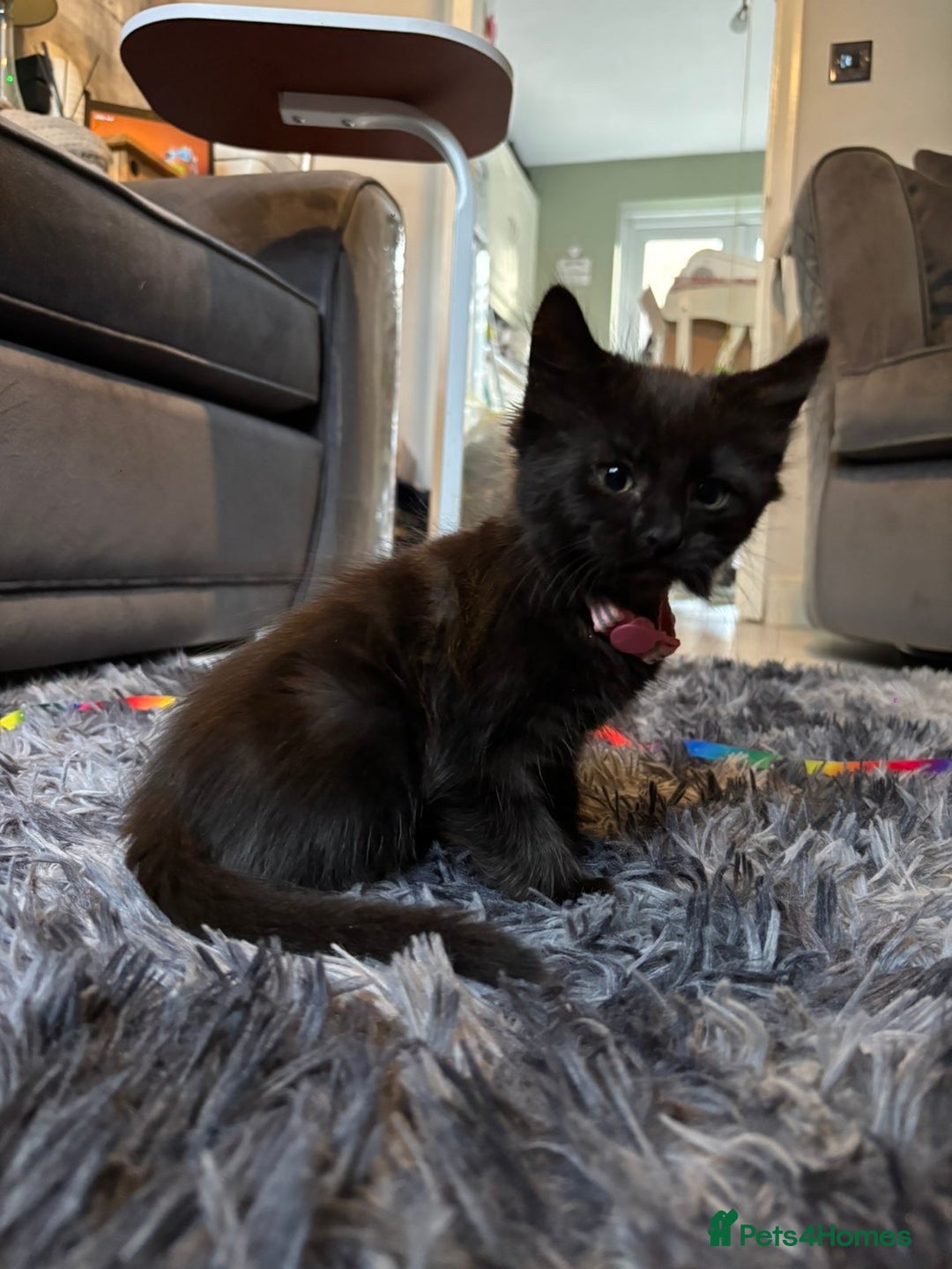 Mixed Breed cats for sale: 5 beautiful kittens available  - Advert 2