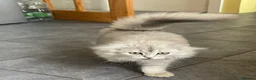 Scottish Fold cats for sale: Scottish Fold/Straight - Advert 9