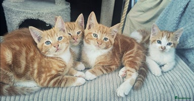 Mixed Breed cats - Advert 15