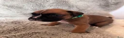 Boxer dogs for sale: Boxer puppies for sale  in Axbridge - Advert 3