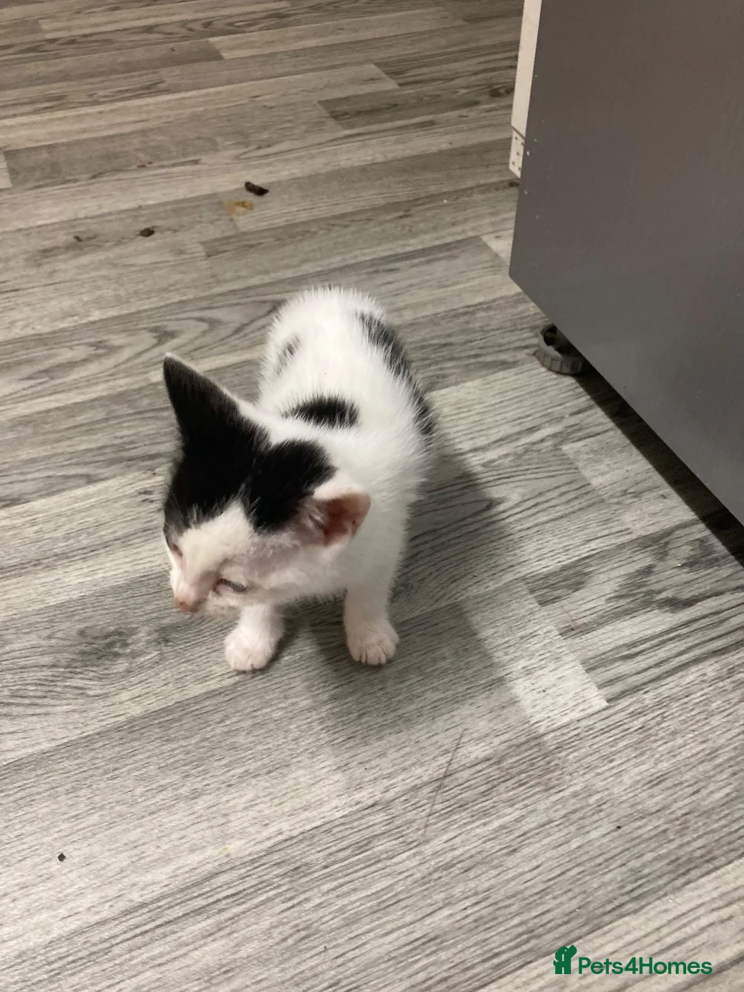 Mixed Breed cats for sale: 6 beautiful kittens - Advert 7
