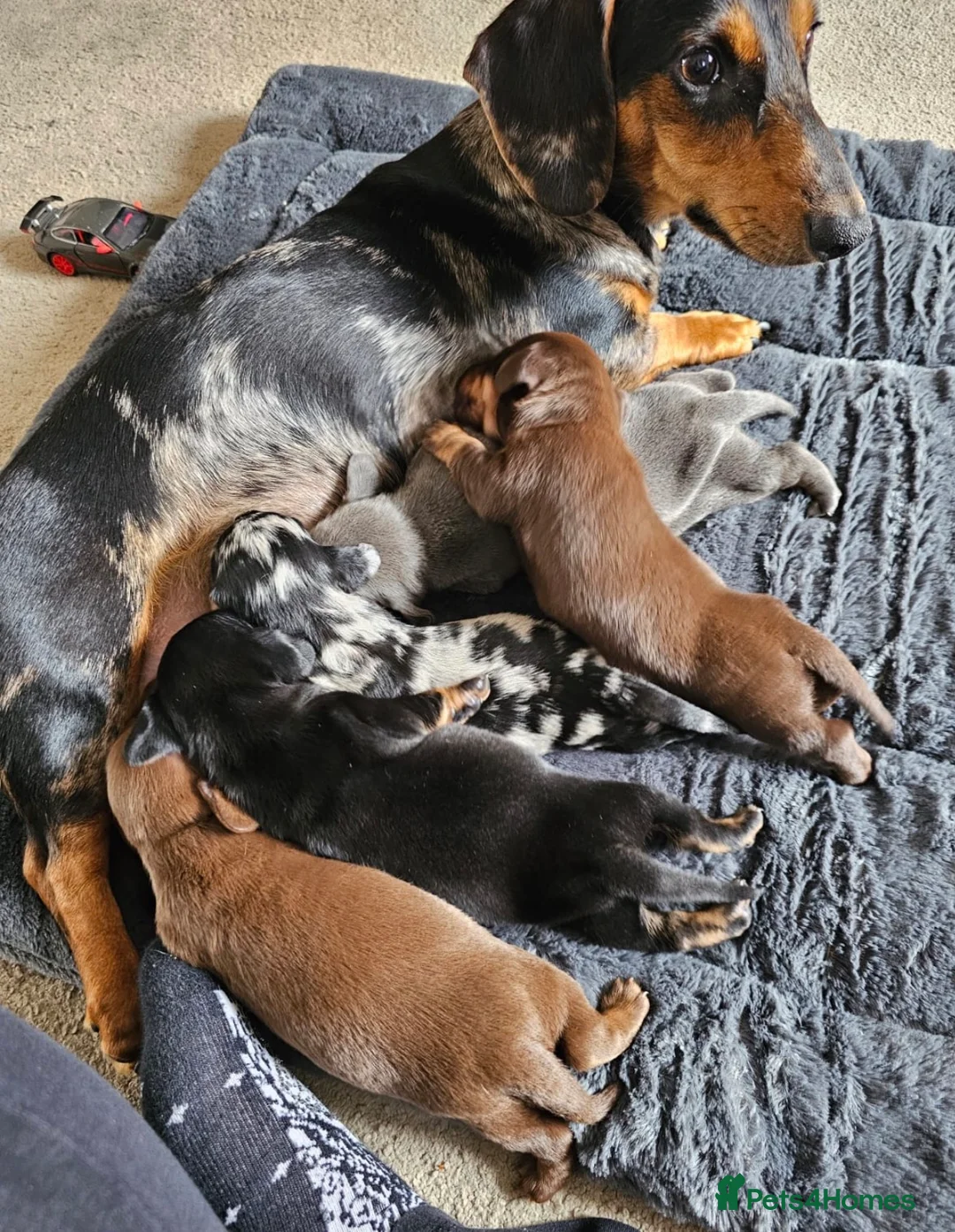 Dachshund dogs for stud: Dachshund Stud Wanted - Advert 2