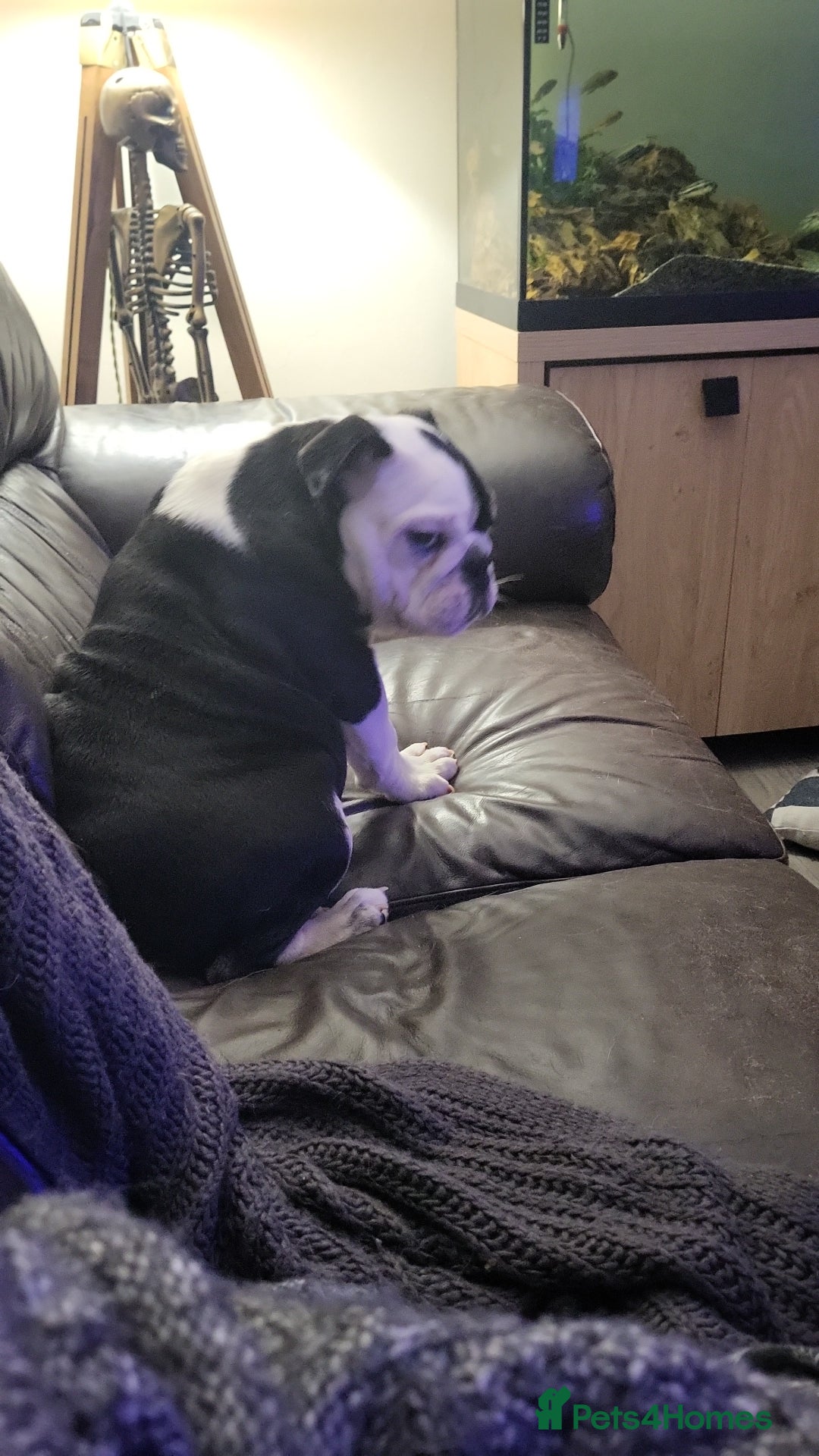 Olde English Bulldogge dogs for sale: Olde english bull dogge  - Advert 8