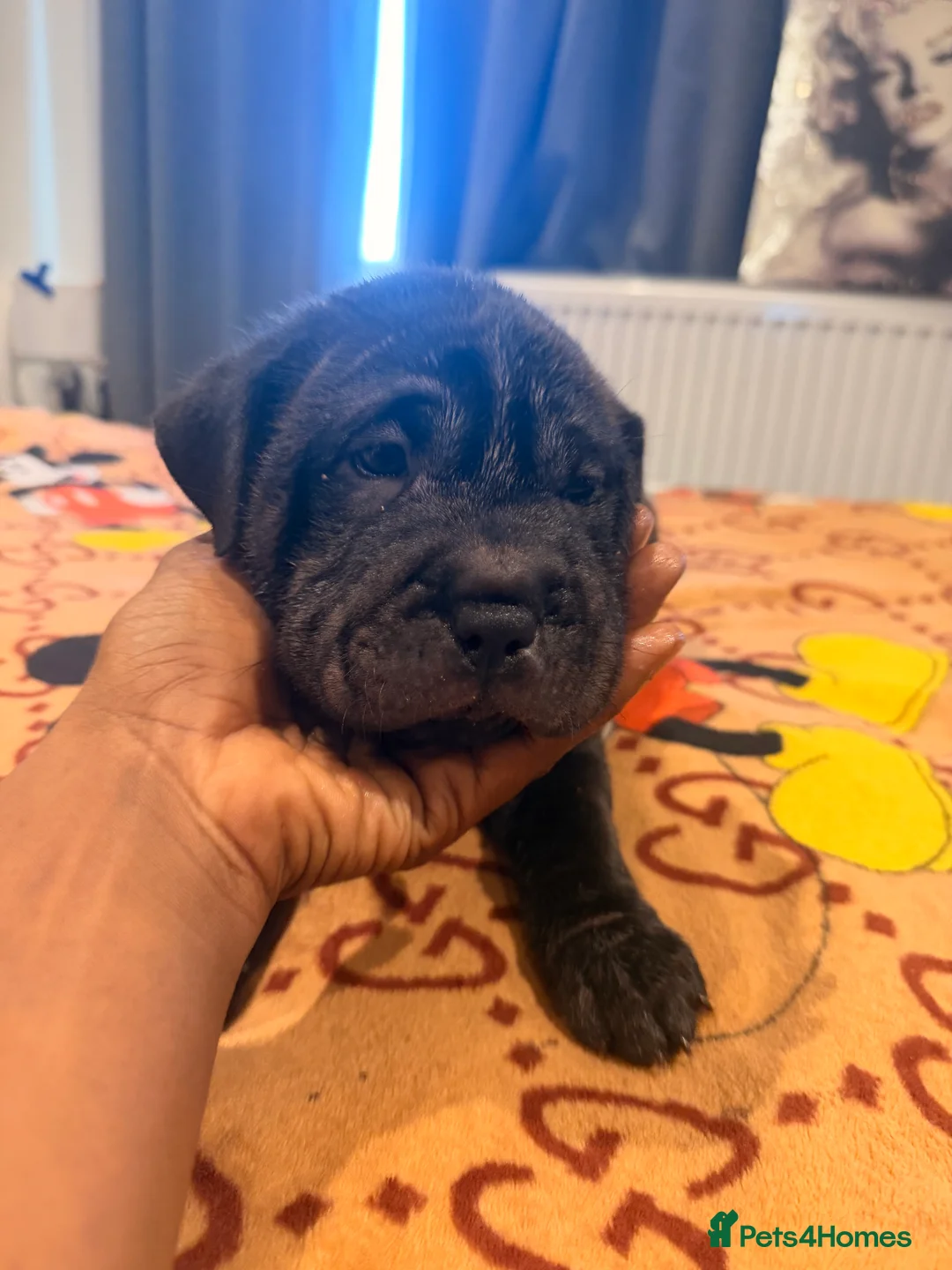 Mixed Breed dogs for sale: Sharpei/Mastiff x Staff - Ready 4 New Homes  - Advert 6