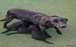 Labrador Retriever dogs for sale: KC REG Labrador retriever pups - Image 6