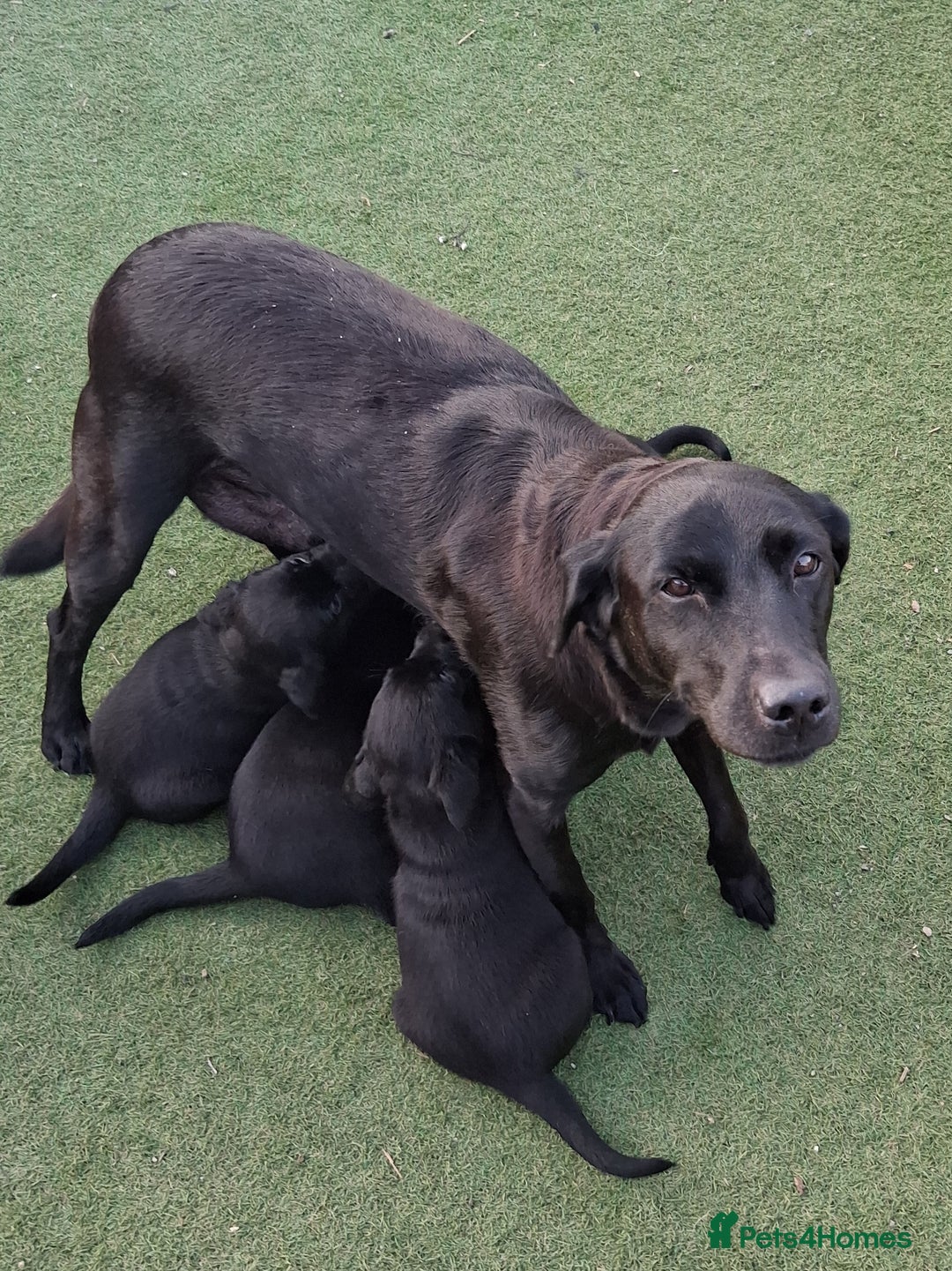 Labrador Retriever dogs for sale: KC REG Labrador retriever pups - Image 6