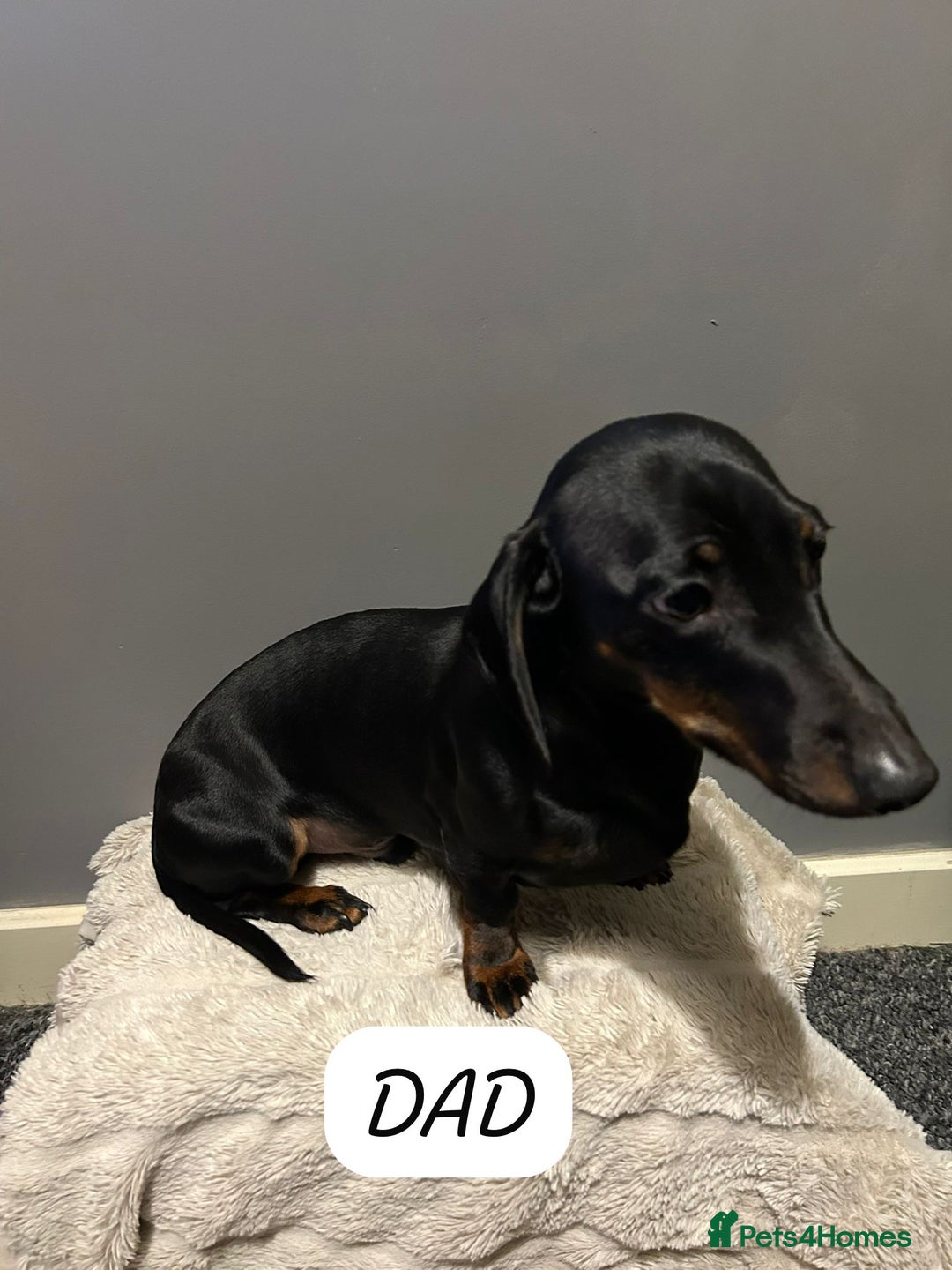 Miniature Dachshund dogs for sale: Miniature dachshund  - Advert 4