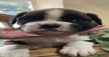 Boxer dogs - Advert 4