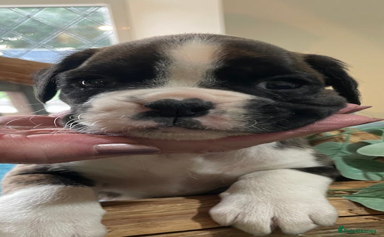 Boxer dogs - Advert 4