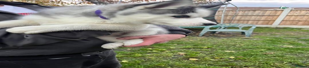 Siberian Husky Puppy 4