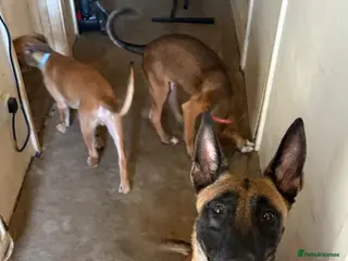 Mixed Breed dogs Belgian malinois/saluki - Advert 1