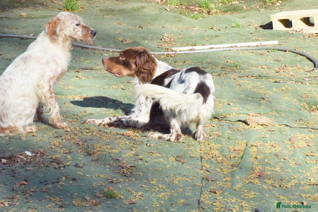 English Setter dogs for adoption: Vito  - Image 7