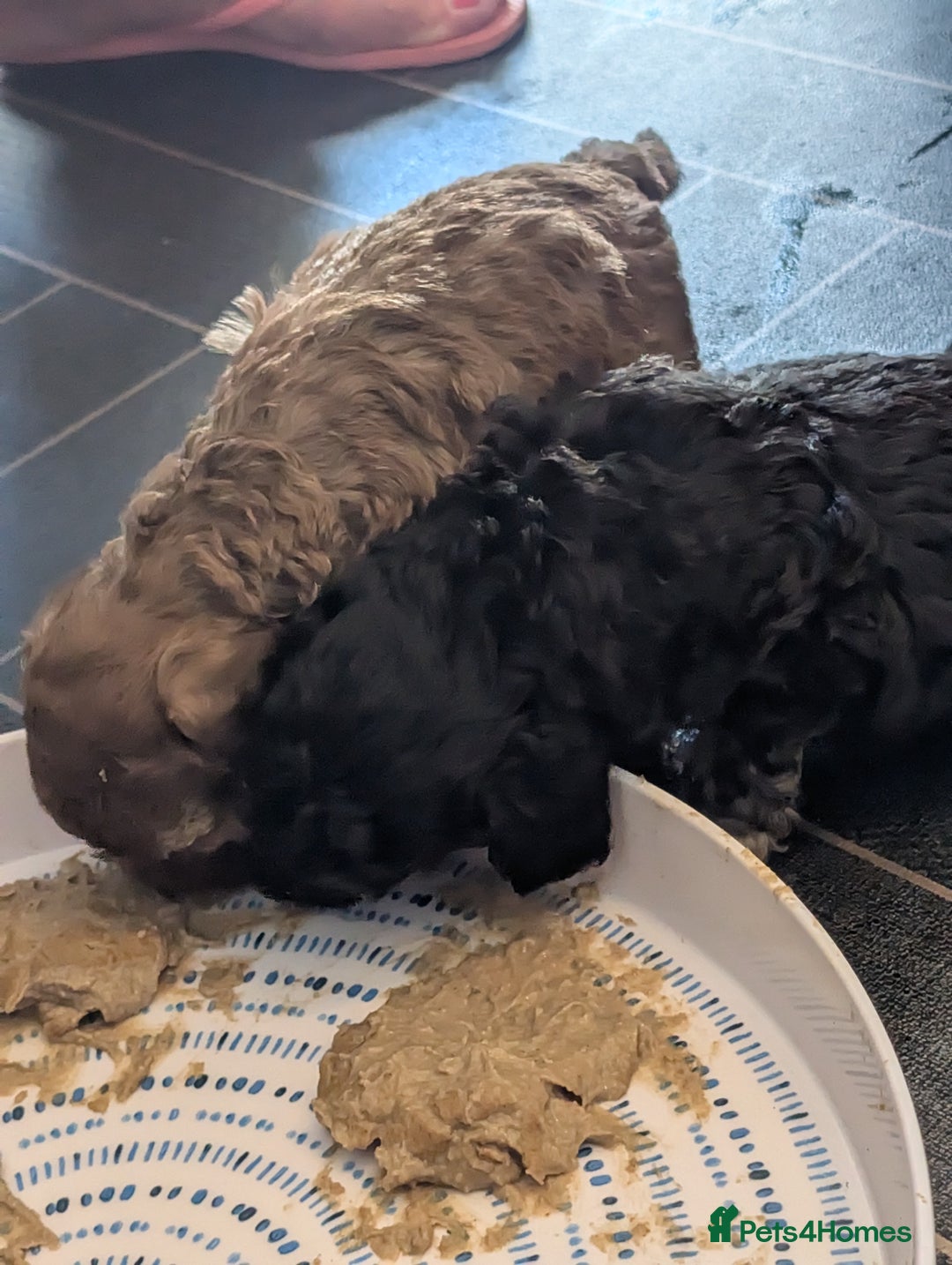 Mixed Breed dogs for sale: Miniature toy poodles  - Image 7