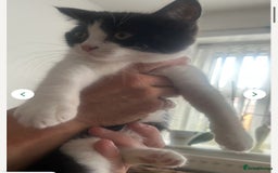 Mixed Breed cats for sale: 3 gorgeous kittens ready now Scottish fold mix - Image 16