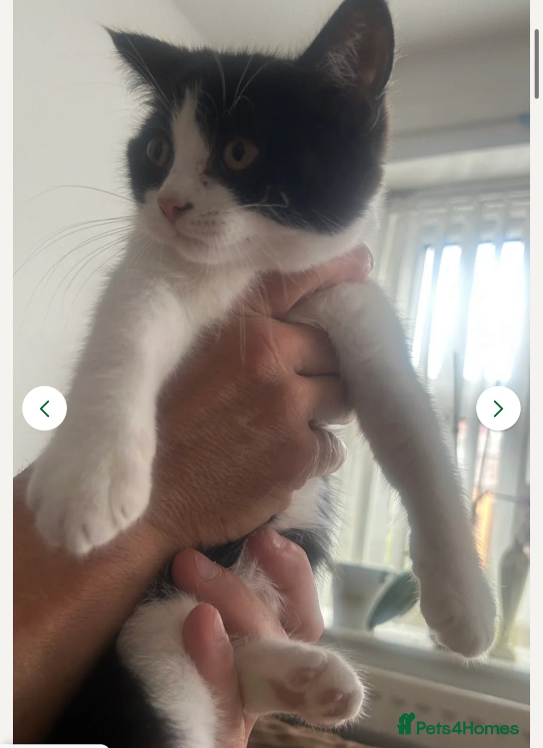 Mixed Breed cats for sale: 3 gorgeous kittens ready now Scottish fold mix - Image 16