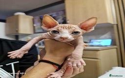 Sphynx cats for sale: Two beautiful little lions  - Advert 12