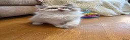 Selkirk Rex cats for sale: Two kittens left  - Advert 7